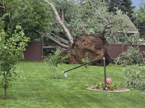 A large tree has been uprooted, falling onto a brown fence in a grassy yard; a metal pole and pink ball are on the lawn in the foreground.