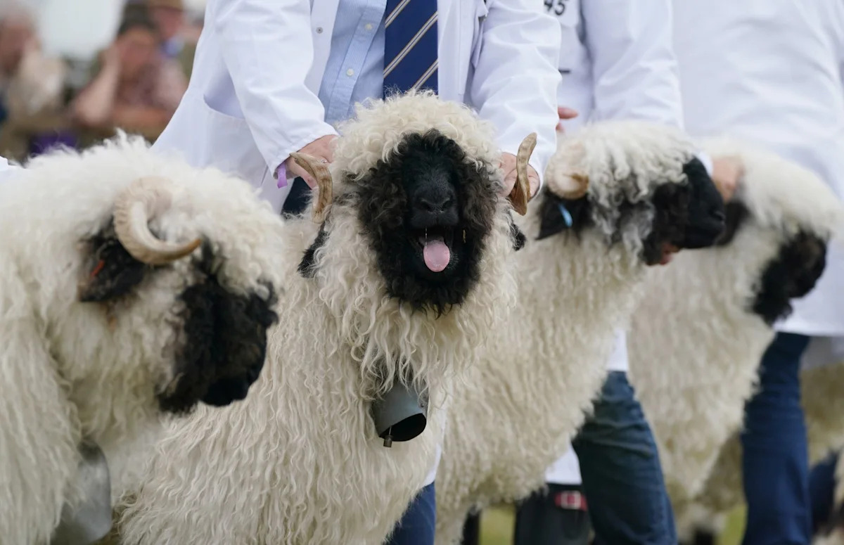 Lightning strike kills 97 Blacknose sheep in Swiss Alps