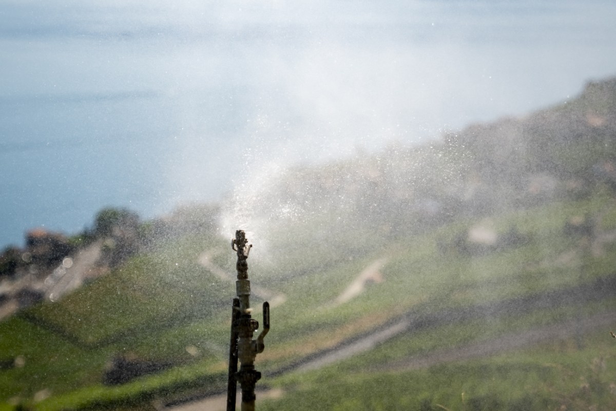 Swiss winegrowers begin harvest in mid-August for first time