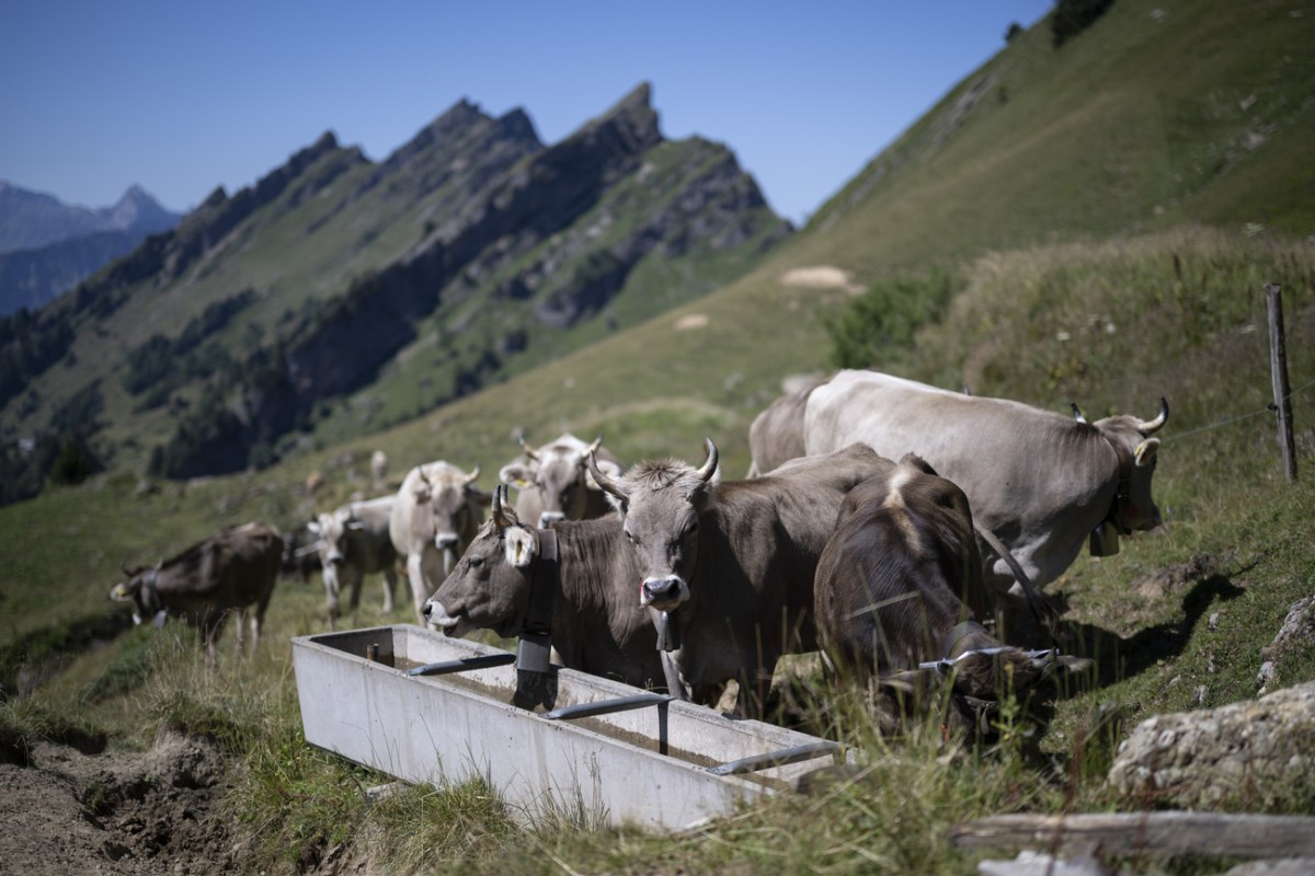 Switzerland Today - SWI swissinfo.ch