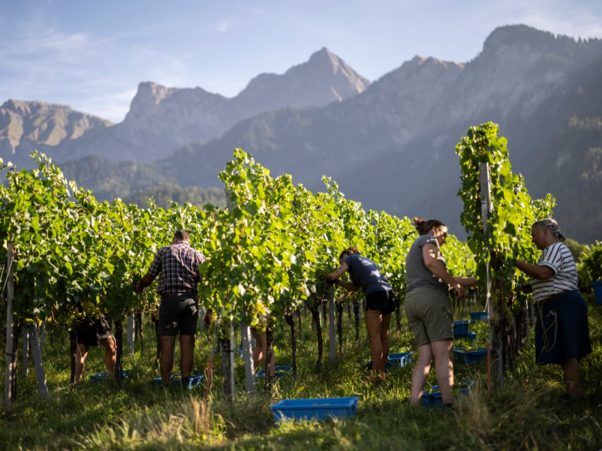 Swiss grade harvest begins earlier than usual