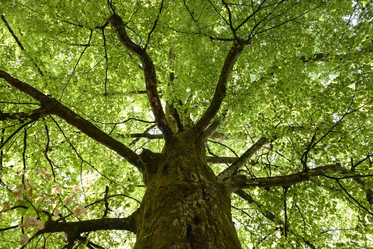 How drought affects Swiss forests