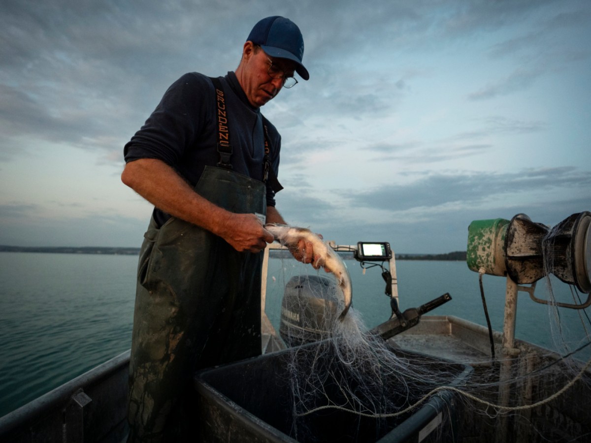 Swiss fishermen and women launch 'wild fish' label