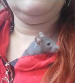 „Chechotat“ se údajně umí i hlodavci když je lechtáme na bříšku. Jen ten jejich způsob smíchu neuslyšíme. Vydávané zvuky jsou v pásmu našim uším převážně zapovězeném. Zdroj obrázku: chlupata.mama „Chechotat“ se údajně umí i hlodavci když je lechtáme na bříšku. Jen ten jejich způsob smíchu neuslyšíme. Vydávané zvuky jsou v pásmu našim uším převážně zapovězeném. Zdroj obrázku: chlupata.mama