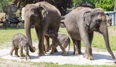 Sobotní oslava chobotnatců v Zoo Praha: Dvě slůňata v utajení