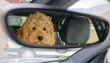 Hunde im VW-Werk – auch Martin Rütter beteiligt