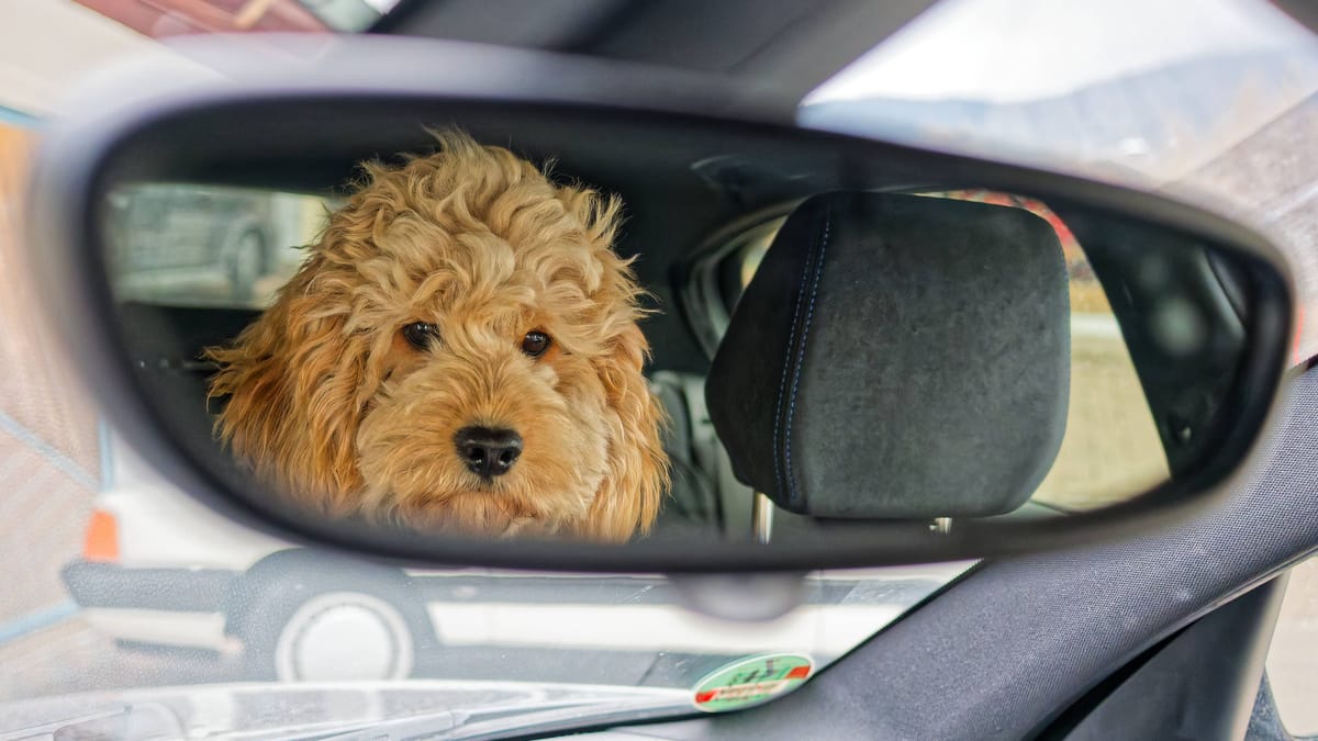 Hunde im VW-Werk – auch Martin Rütter beteiligt