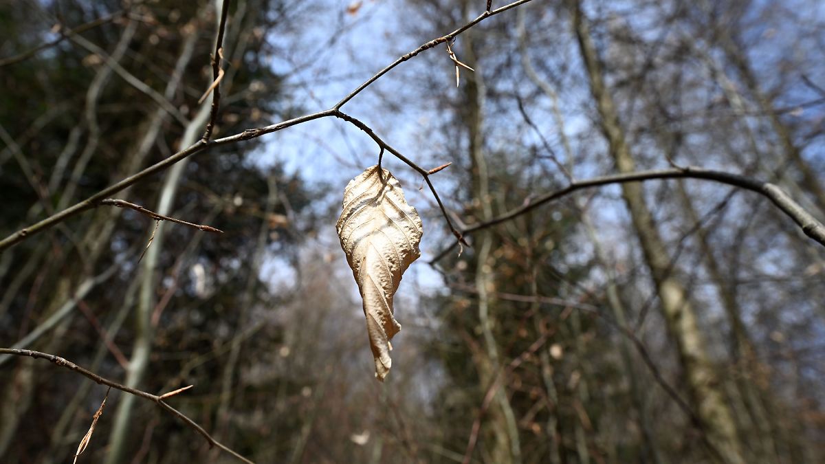 Folgen das ganze Jahr spürbar: März war extrem trocken - Deutschlands Natur leidet