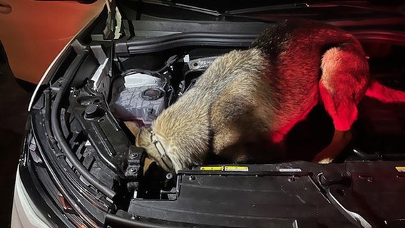 Ein Hund der Zollfahndung untersucht ein Fahrzeug. © Staatsanwaltschaft Kiel 