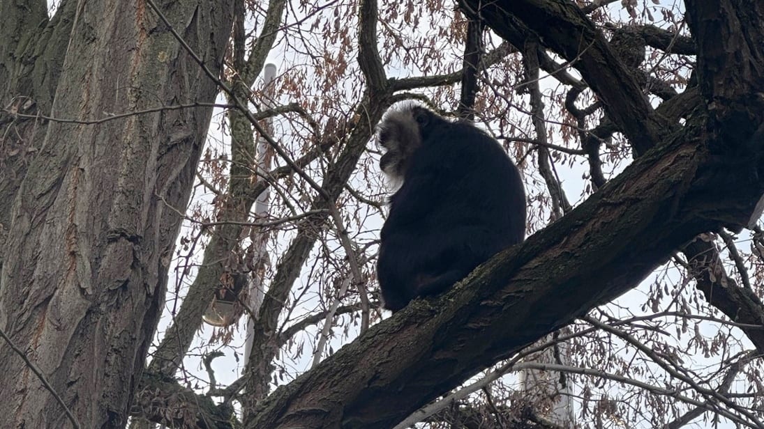 Prozess: Affe aus Zoo Leipzig geklaut, Täter müssen ins Gefängnis | Regional