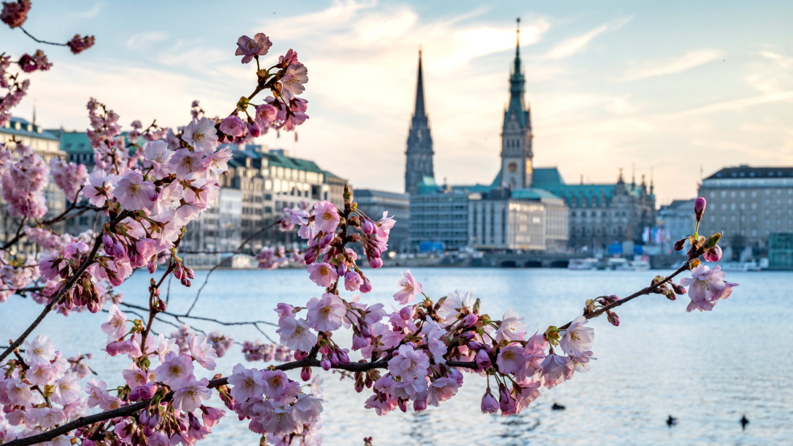 Das Kirschblütenfest Hamburg 2025: Die Vorfreude steigt