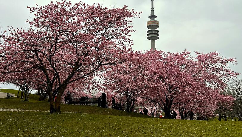 Die Kirschblüten im Olympiapark in München entfalten gerade ihre volle Pracht.
