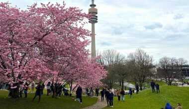 Japan in München: Jetzt blühen die Kirschblüten im Olympiapark