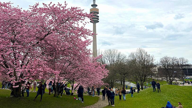 Japan in München: Jetzt blühen die Kirschblüten im Olympiapark