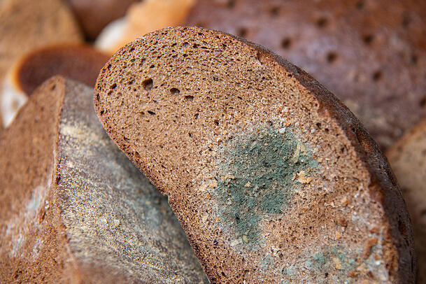 Verschimmeltes Brot (Symbolbild). Laut Recherchen von "Stern" und "RTL" soll die Supermarktkette Kaufland in ihren Filialen Probleme mit Schimmel in Lebensmittelnähe haben.
