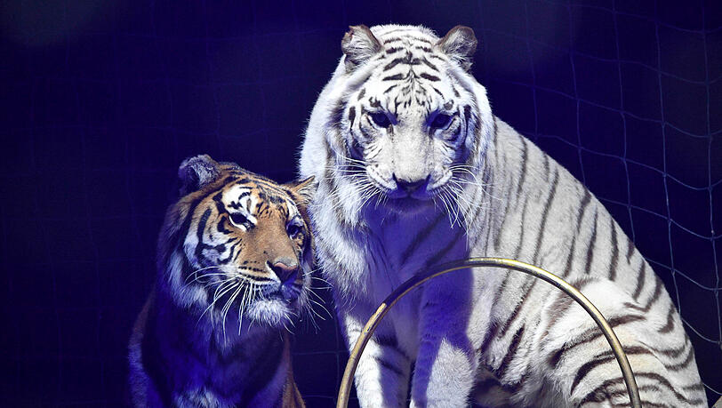 Auch eine Tiger-Show gibt es auf der Theresienwiese