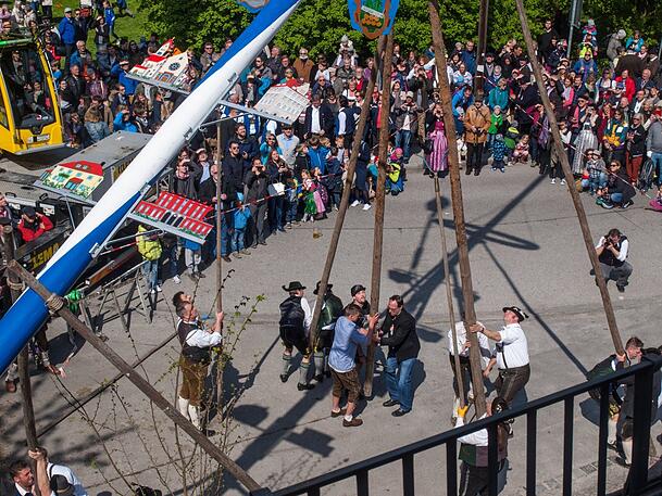 Mit Schwaiberln, also Doppelstangen, händisch den Maibaum aufstellen, ist eine Kunst. Hier tun das die starken Männer vom Pasinger Kultur- und Heimatverein D' Pasinger. Das Kommando hat der Maibaum-Meister.