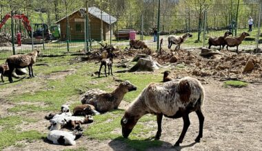 Geburtenboom im Wildgehege des Sonnenlandparks