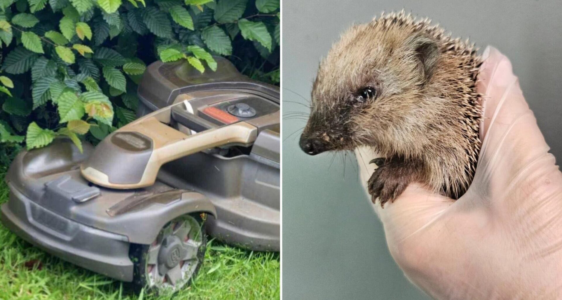 Tierschützer fordern in Chemnitz Nachtfahrverbot für Mähroboter
