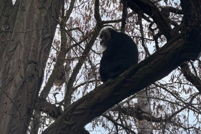 Die Bartaffendame Ruma hatten die Diebe in Leipzig schließlich wieder ausgesetzt. Dort entdeckte ein Jogger sie auf einem Baum.