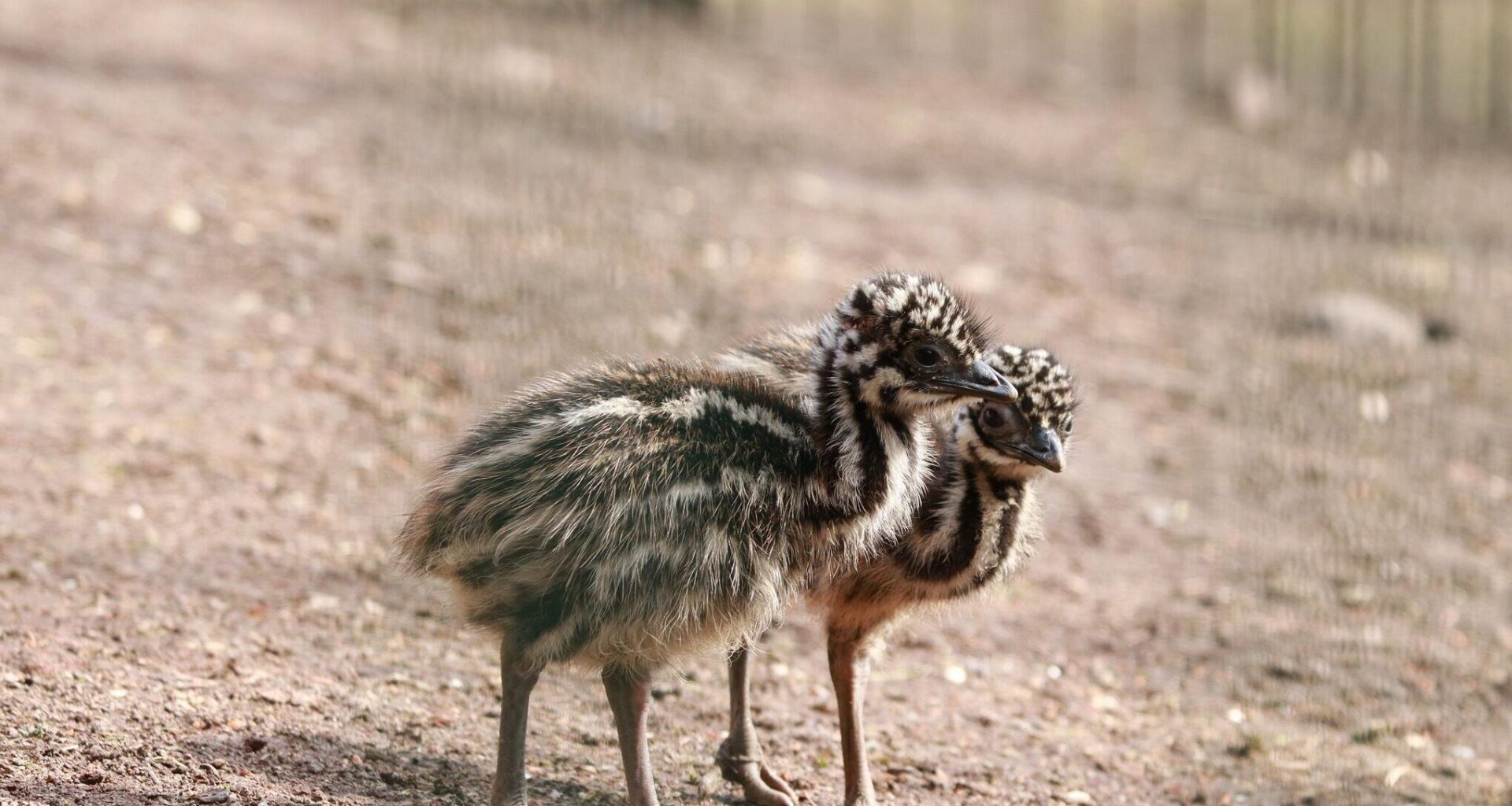 Emu-Nachwuchs erkundet die Außenanlage im Tierpark Chemnitz