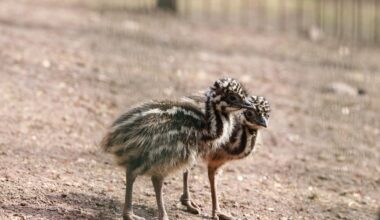 Emu-Nachwuchs erkundet die Außenanlage im Tierpark Chemnitz