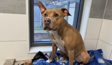 Hund aus Tierheim Essen findet neues Zuhause – dann beginnt das Drama
