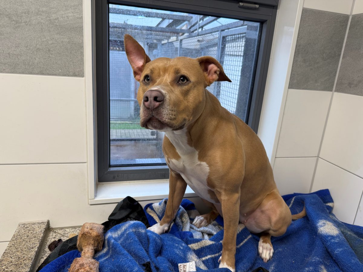 Hund aus Tierheim Essen findet neues Zuhause – dann beginnt das Drama