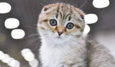 Viele Scottish Fold gefunden – trauriger Verdacht
