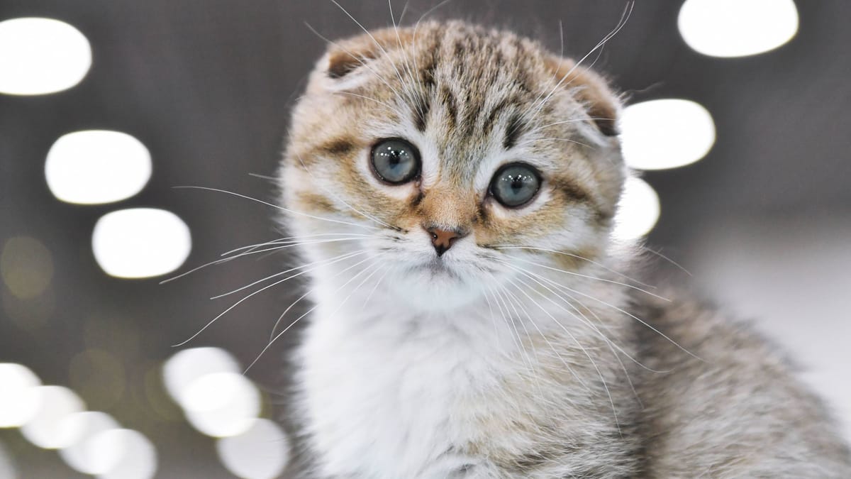 Viele Scottish Fold gefunden – trauriger Verdacht
