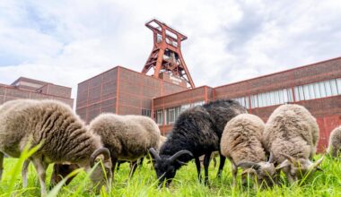 Schafe und Ziegen pflegen Grünflächen an der Zeche Zollverein