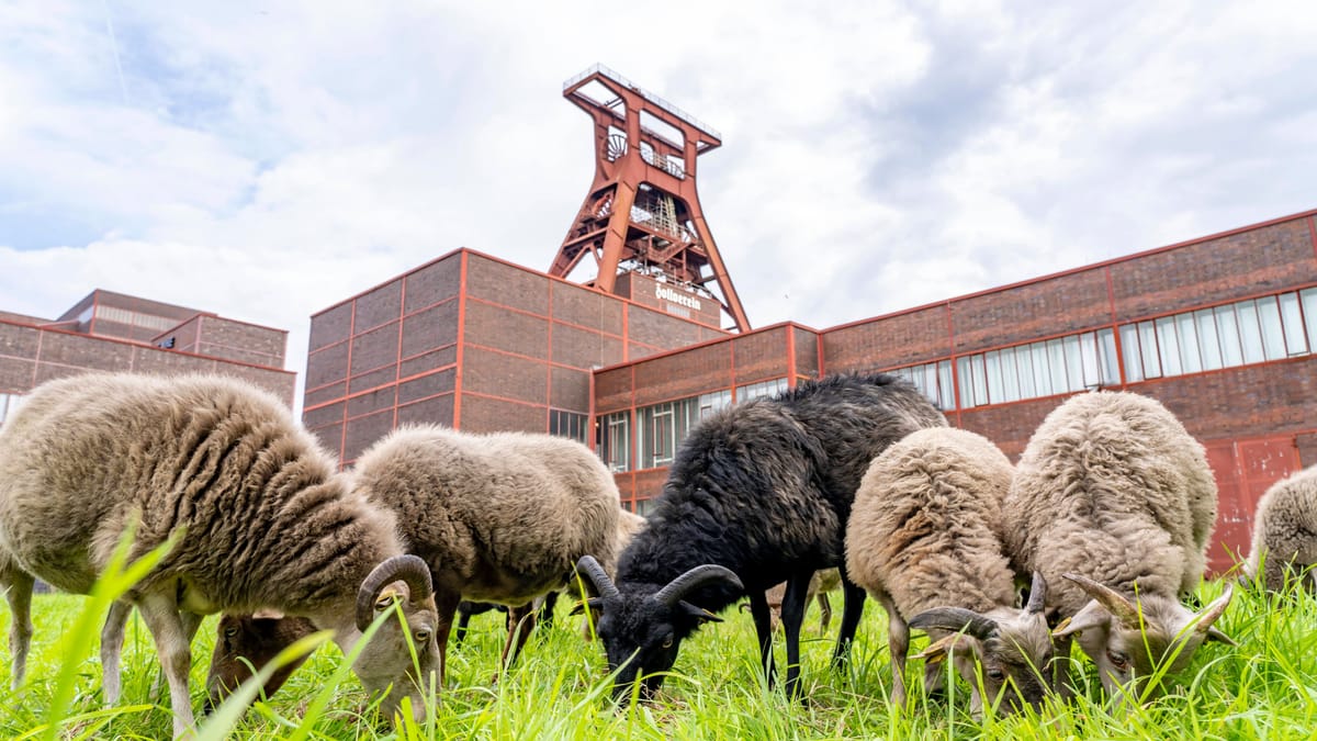 Schafe und Ziegen pflegen Grünflächen an der Zeche Zollverein