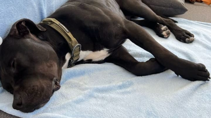 Hier fühlt er sich wohl: Tiefenentspannt döst Nils auf der Couch seiner neuen Besitzer.