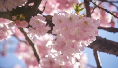 Ausflugstipp in Essen: Kirschblüten bewundern im Grugapark
