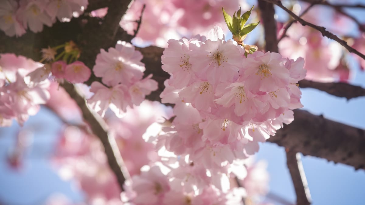Ausflugstipp in Essen: Kirschblüten bewundern im Grugapark