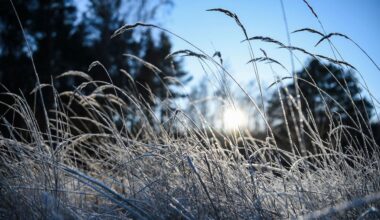 Wettervorhersage: Nächtlicher Frost in Berlin und Brandenburg erwartet