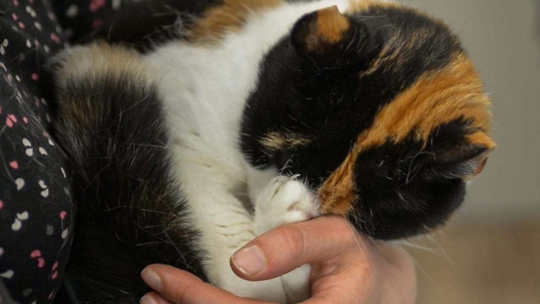 Die blinde Katze Katinka: Nach dem Tod ihrer Schwester ist das Tier auf sich gestellt und leidet unter der Situation.