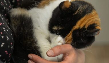 Drama um blinde Katze – Katinka braucht dringend Hilfe