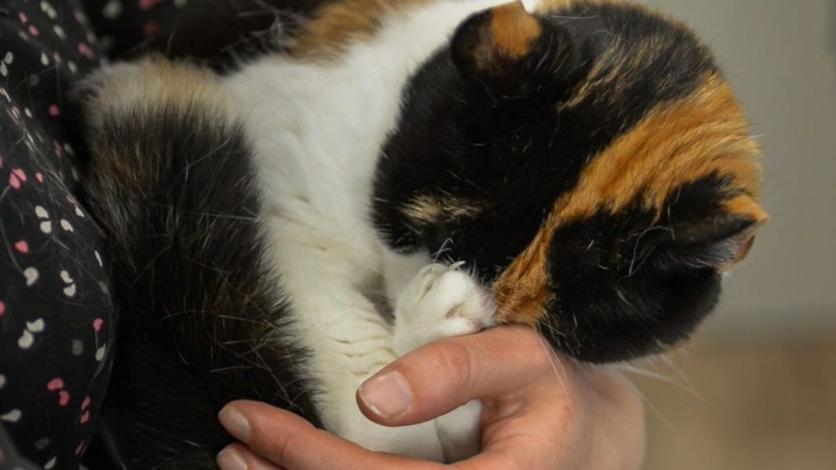 Drama um blinde Katze – Katinka braucht dringend Hilfe