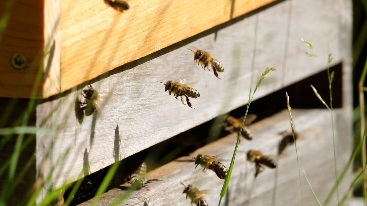 Viele Bienenvölker haben Winter nicht überlebt