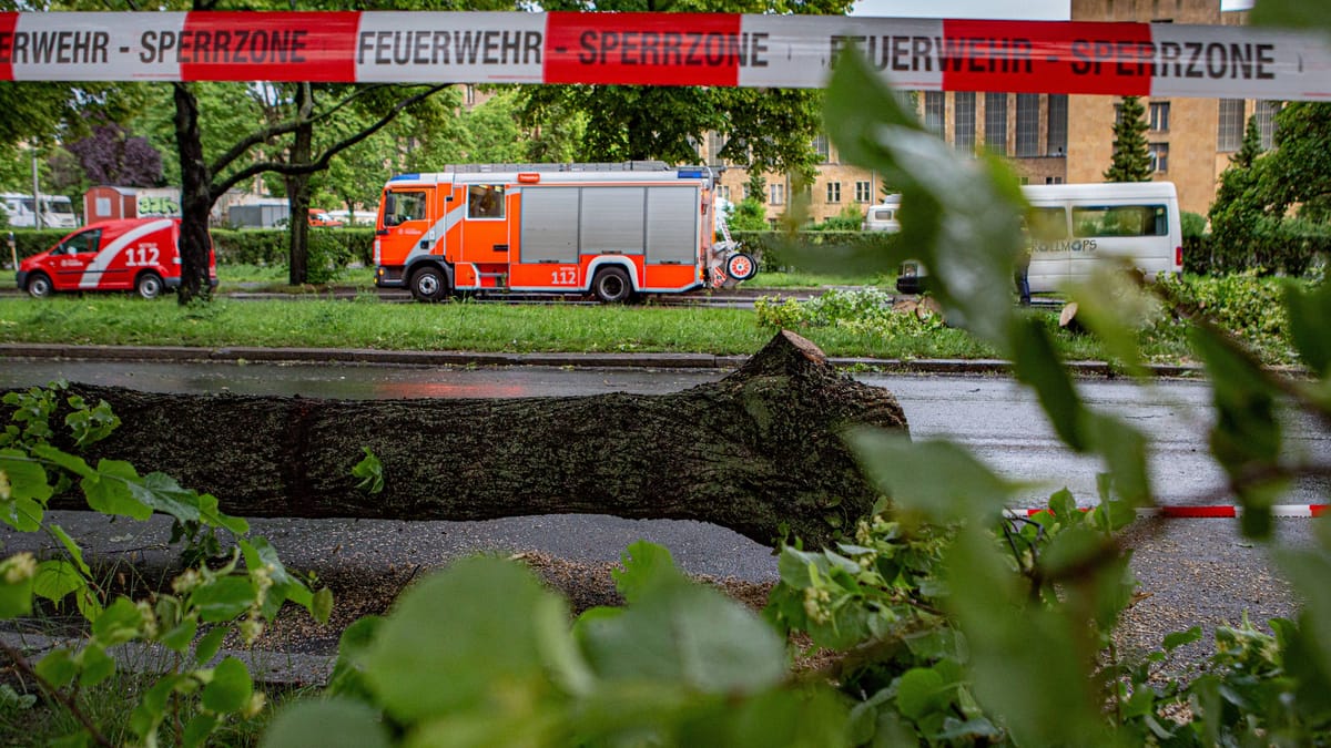 Fällung von 200 Bäumen am Tempelhofer Damm – Kritik wird lauter