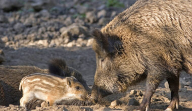 Tierschutz im Siebengebirge: Vorsicht in der Brut- und Setzzeit