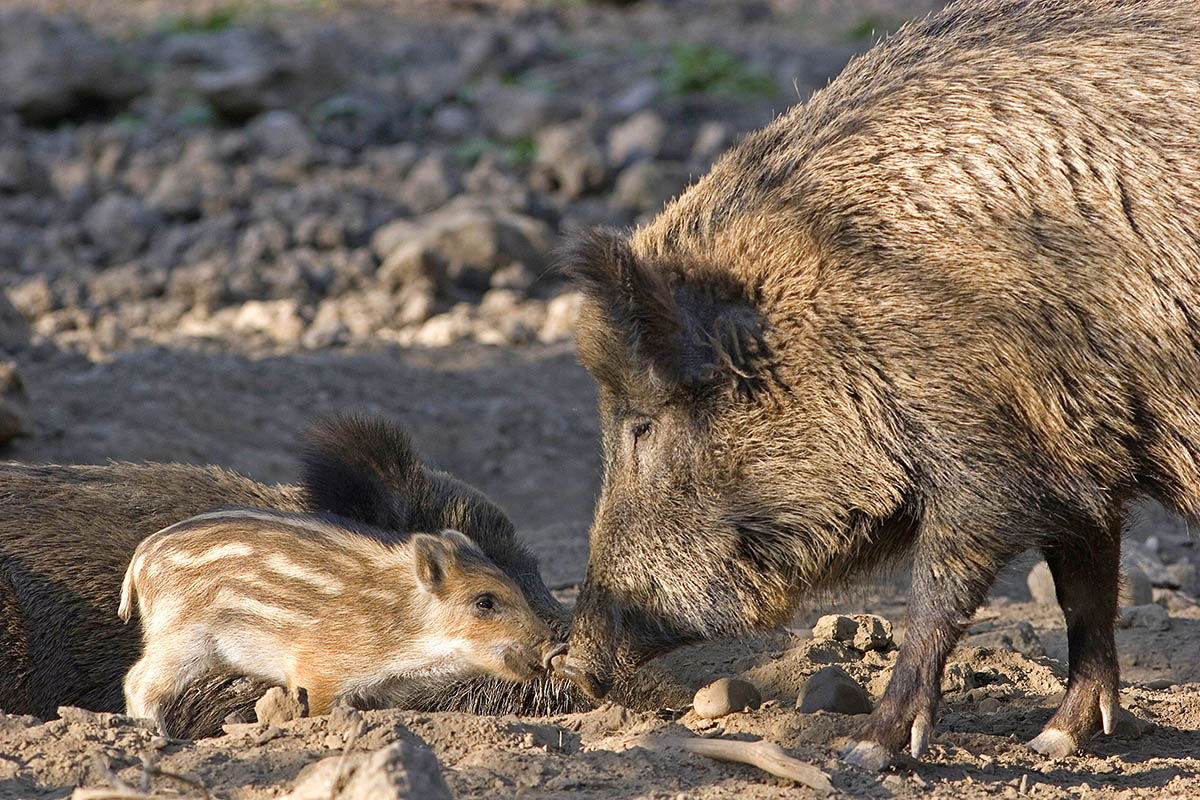 Tierschutz im Siebengebirge: Vorsicht in der Brut- und Setzzeit