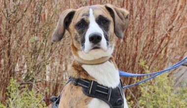 Diesen Hunden will niemand ein Zuhause schenken