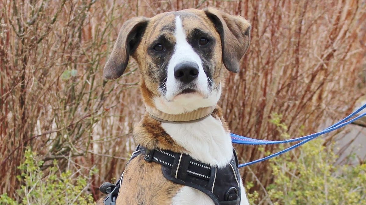Diesen Hunden will niemand ein Zuhause schenken