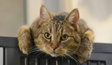 Kater Jamie sucht ein Zuhause
