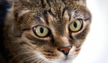 Kater gerät in Tellereisen – illegal aufgestellte Falle