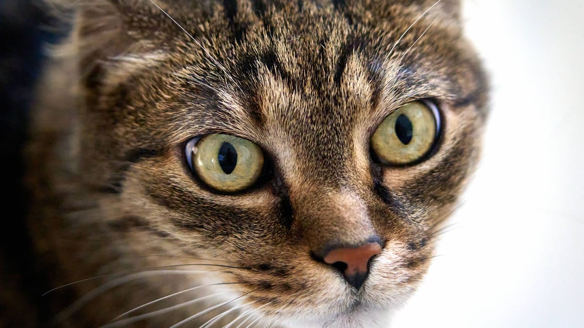 Kater gerät in Tellereisen – illegal aufgestellte Falle