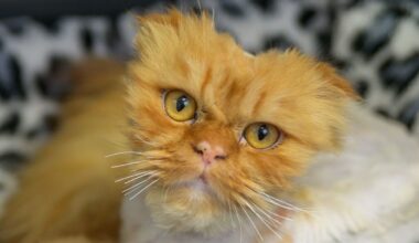 Zustand von jungem Kater erschüttert die Pfleger