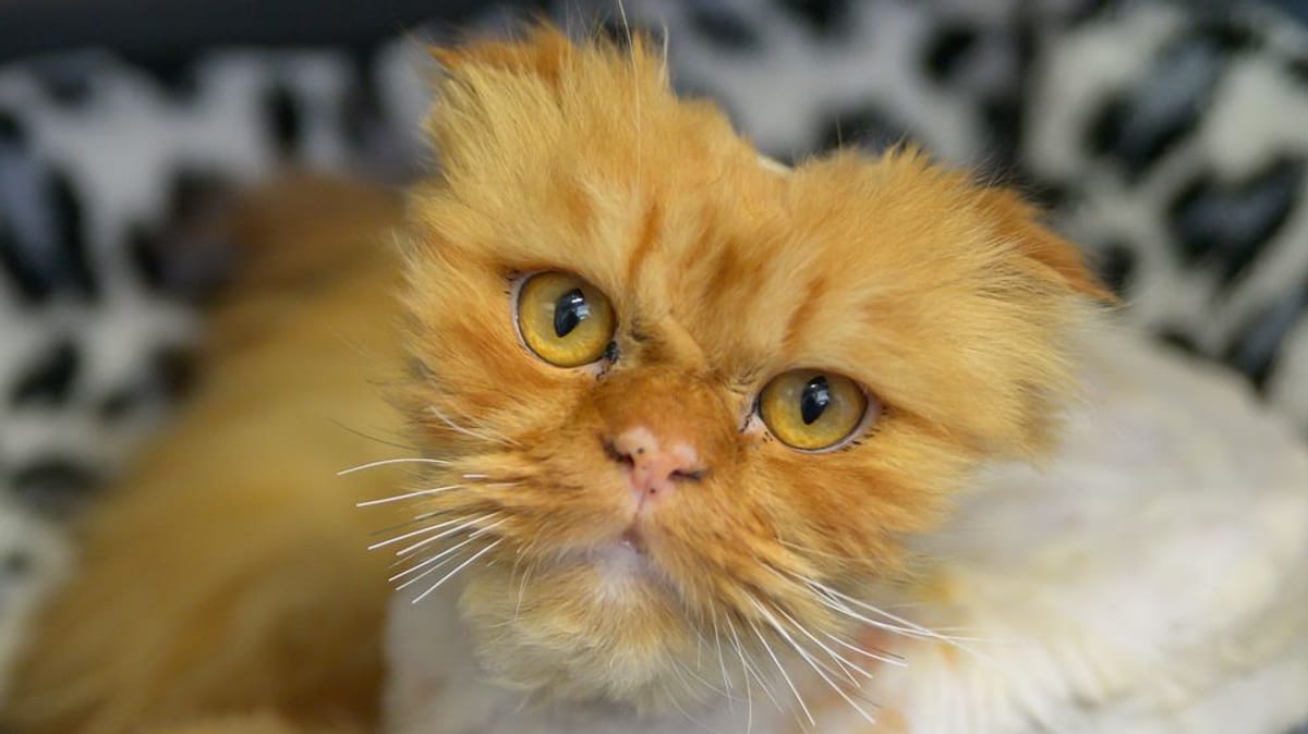 Zustand von jungem Kater erschüttert die Pfleger